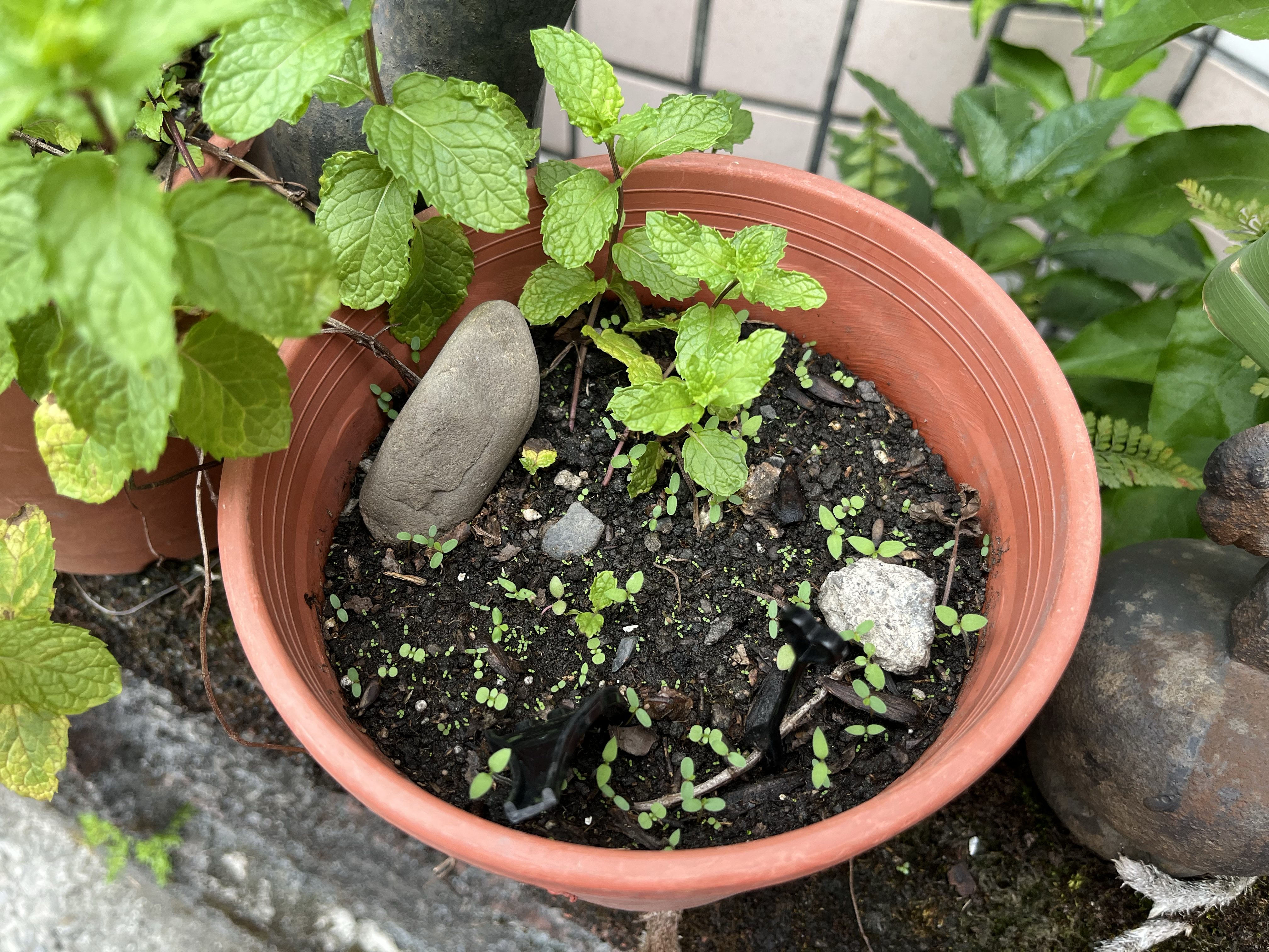 growing_mint_kid.webp